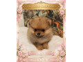 pomeranian-small-0