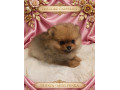 pomeranian-small-1