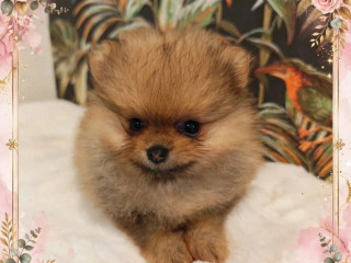 pomeranian
