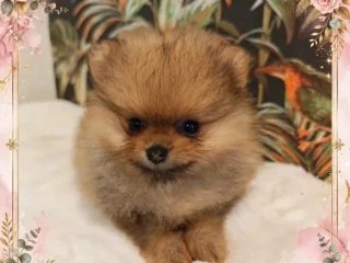 pomeranian