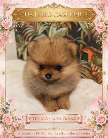pomeranian-big-0