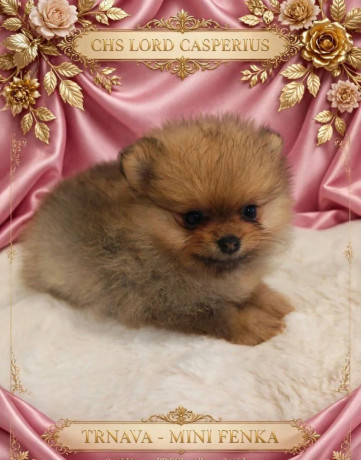 pomeranian-big-1
