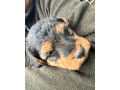 welsh-terrier-small-0