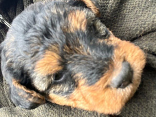 welsh-terrier