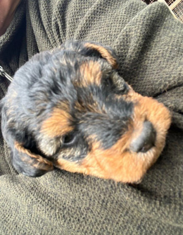 welsh-terrier-big-0