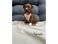american-bully-pocket-small-4