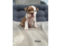 american-bully-pocket-small-1