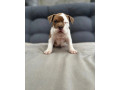 american-bully-pocket-small-0