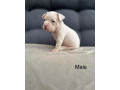 american-bully-pocket-small-3