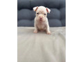 american-bully-pocket-small-2