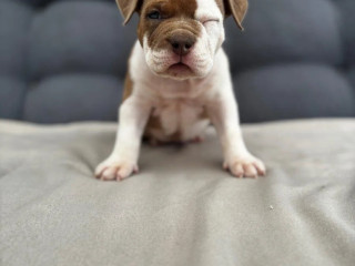 american-bully-pocket