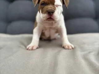 american-bully-pocket