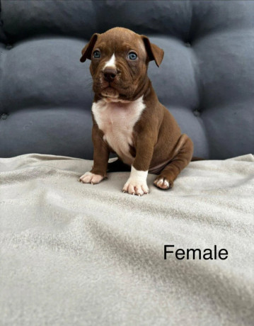 american-bully-pocket-big-4
