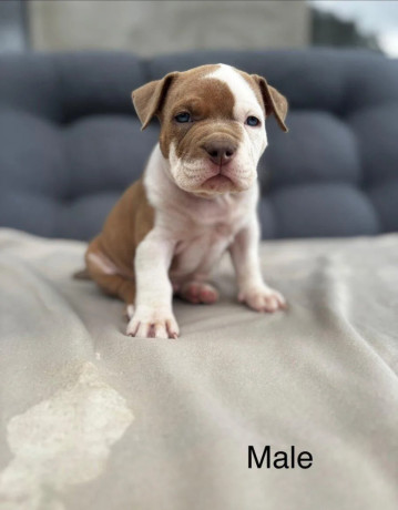 american-bully-pocket-big-1