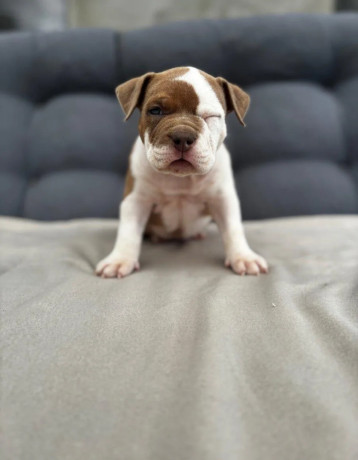 american-bully-pocket-big-0