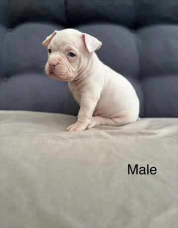 american-bully-pocket-big-3