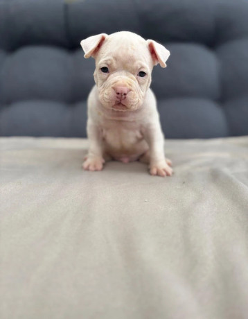 american-bully-pocket-big-2