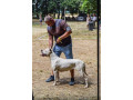 argentinska-doga-small-3