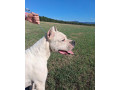 argentinska-doga-small-4