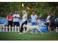 argentinska-doga-small-1