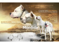 argentinska-doga-small-0