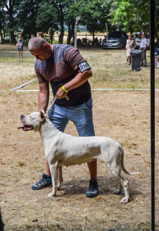 argentinska-doga-big-3