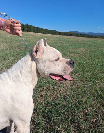 argentinska-doga-big-4