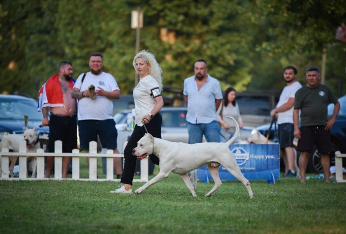 argentinska-doga-big-1