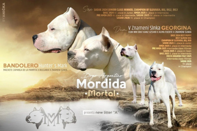 argentinska-doga-big-0