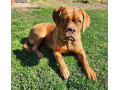 bordo-doga-bordeaux-dog-small-0