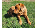 bordo-doga-bordeaux-dog-small-1