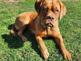 bordo-doga-bordeaux-dog
