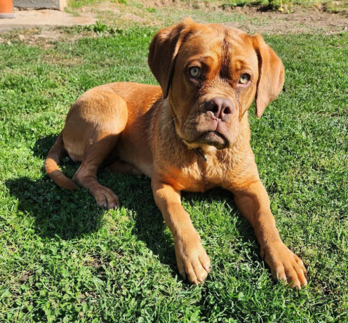 bordo-doga-bordeaux-dog-big-0