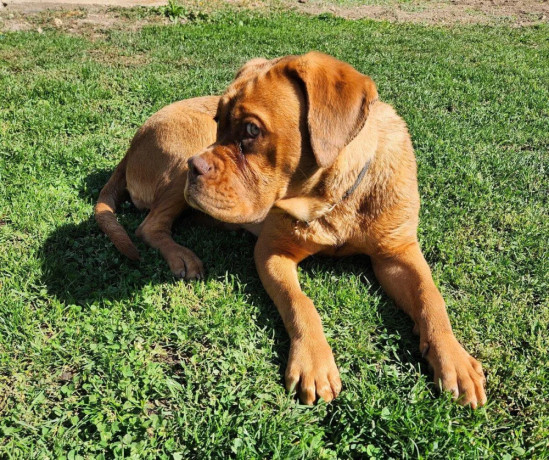 bordo-doga-bordeaux-dog-big-1