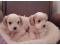 kavalier-bison-small-3