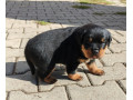 rotvajlerrottweilerrtv-steniatka-rottweilera-small-1