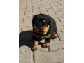 rotvajlerrottweilerrtv-steniatka-rottweilera-small-2