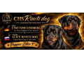 rotvajlerrottweilerrtv-steniatka-rottweilera-small-0