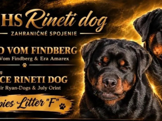 rotvajlerrottweilerrtv-steniatka-rottweilera
