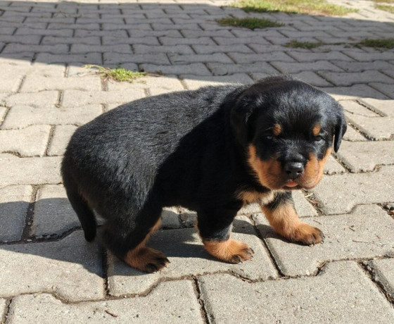 rotvajlerrottweilerrtv-steniatka-rottweilera-big-1