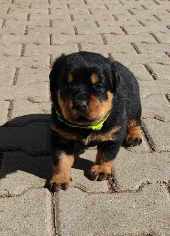 rotvajlerrottweilerrtv-steniatka-rottweilera-big-2