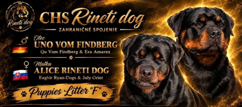 rotvajlerrottweilerrtv-steniatka-rottweilera-big-0