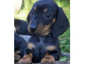 jazvecik-small-4