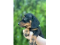 jazvecik-small-3