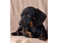 jazvecik-small-1