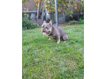 francuzsky-buldog-blue-tan-krytie-small-2