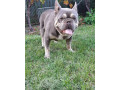 francuzsky-buldog-blue-tan-krytie-small-0