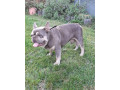 francuzsky-buldog-blue-tan-krytie-small-1