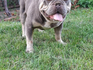 francuzsky-buldog-blue-tan-krytie