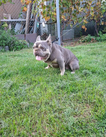 francuzsky-buldog-blue-tan-krytie-big-2